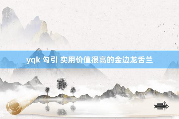 yqk 勾引 实用价值很高的金边龙舌兰