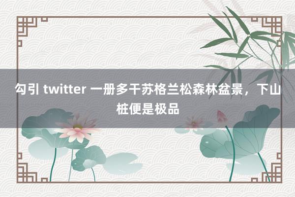 勾引 twitter 一册多干苏格兰松森林盆景，下山桩便是极品