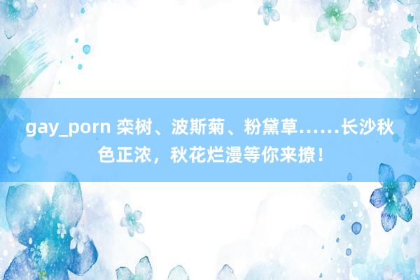 gay_porn 栾树、波斯菊、粉黛草……长沙秋色正浓，秋花烂漫等你来撩！